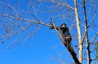 Capalaba Tree Removal image 3